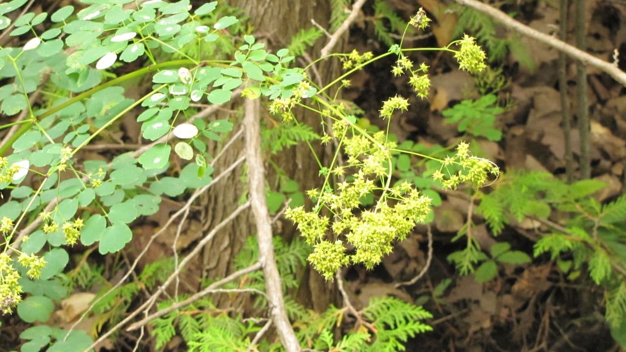 Thalictrum pubescens 12