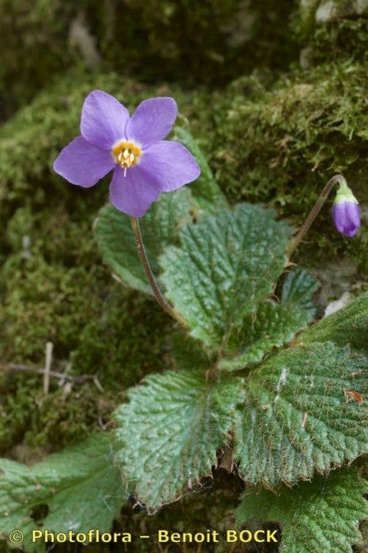 Ramonda Mycona 24