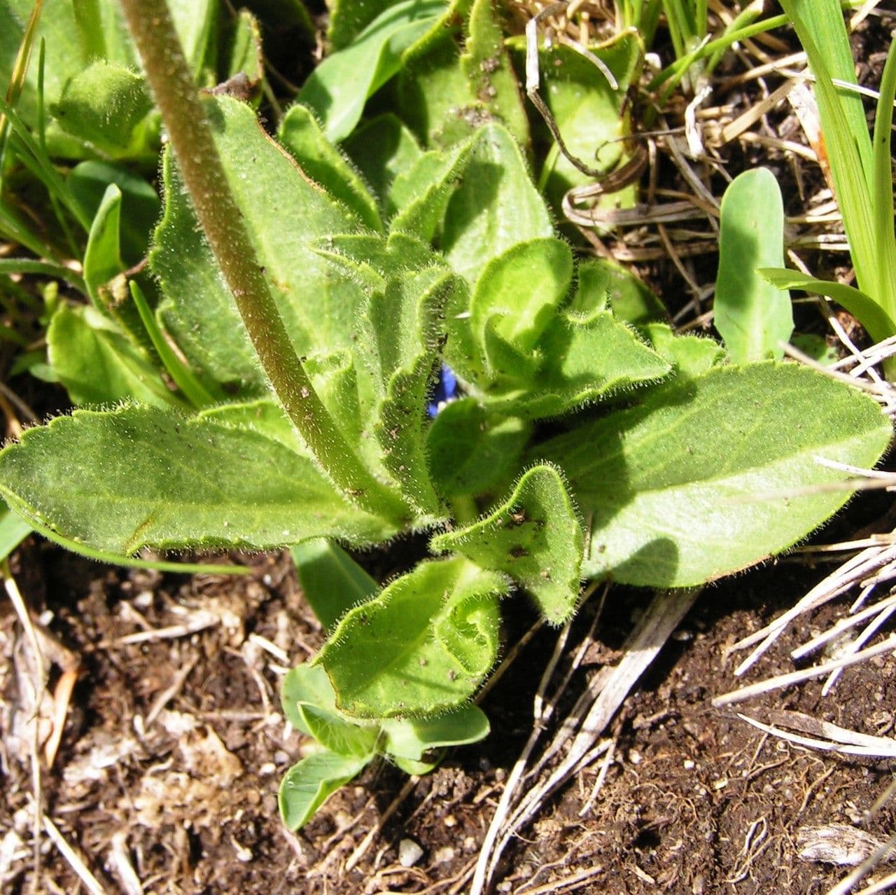 Veronica bellidioides 16