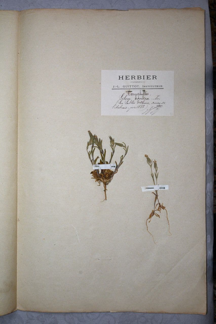 Silene conica 22