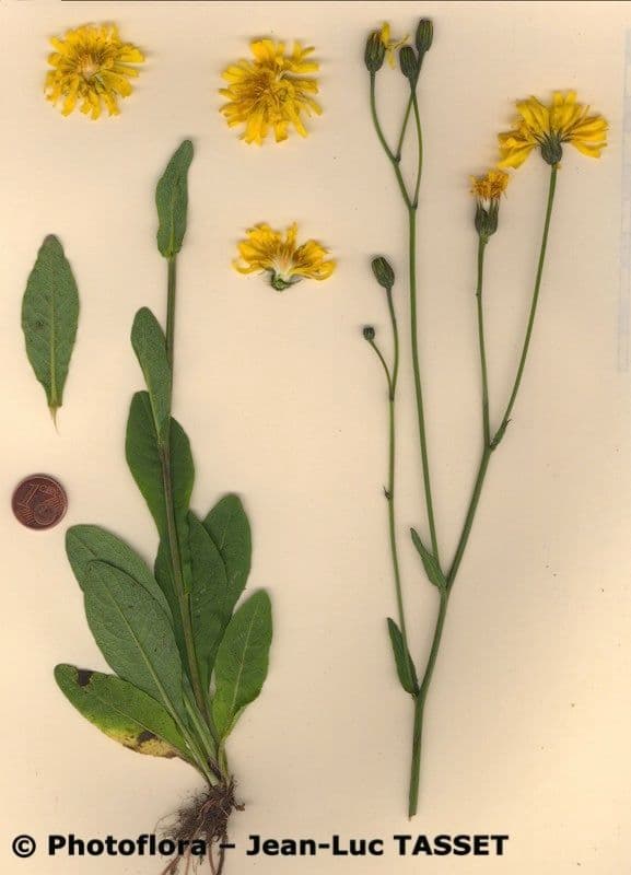 Radicchiella dolcigna 17