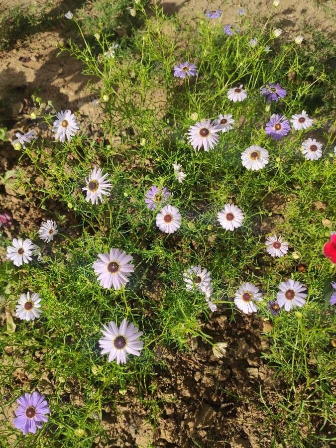 Brachyscome 12