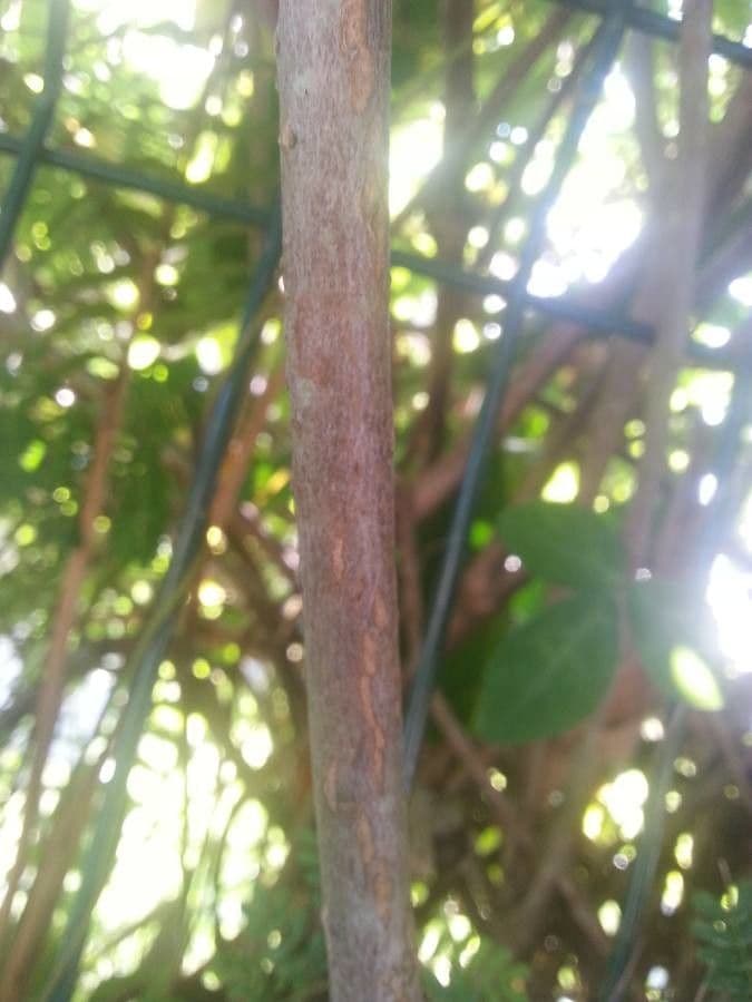 Allamanda 24
