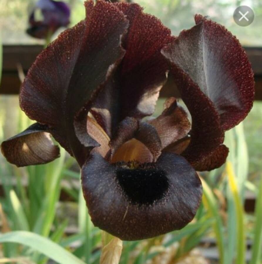 Iris