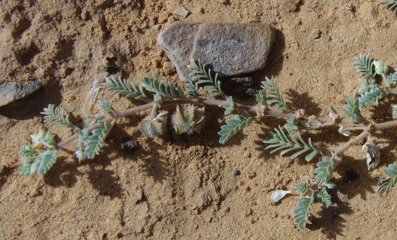 Zemena 13