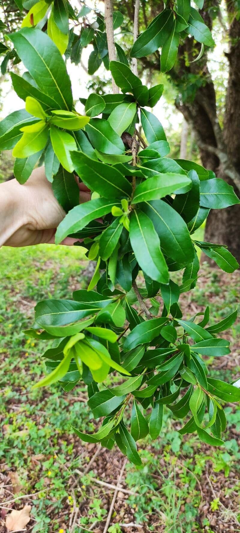 Cordia 5
