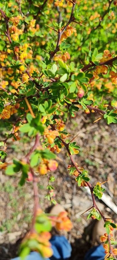 Berberys drobny 19