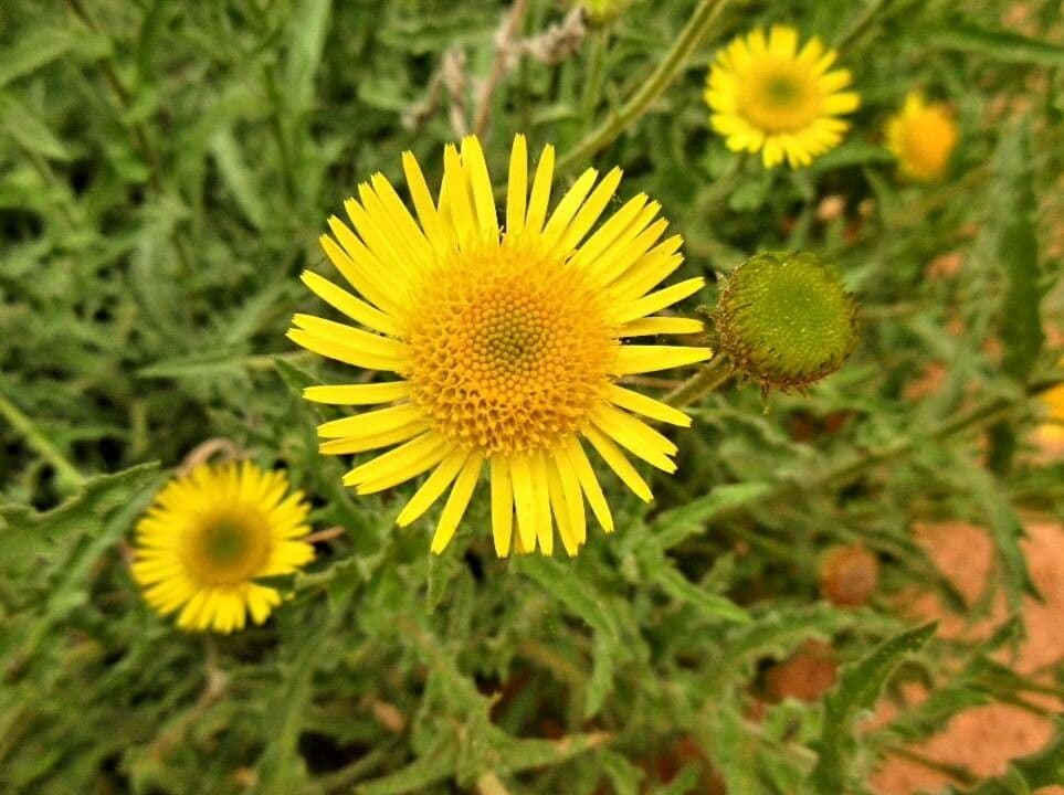 Asteriscus odorant 4