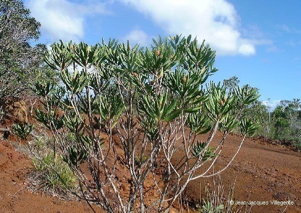 Melaleuca 14