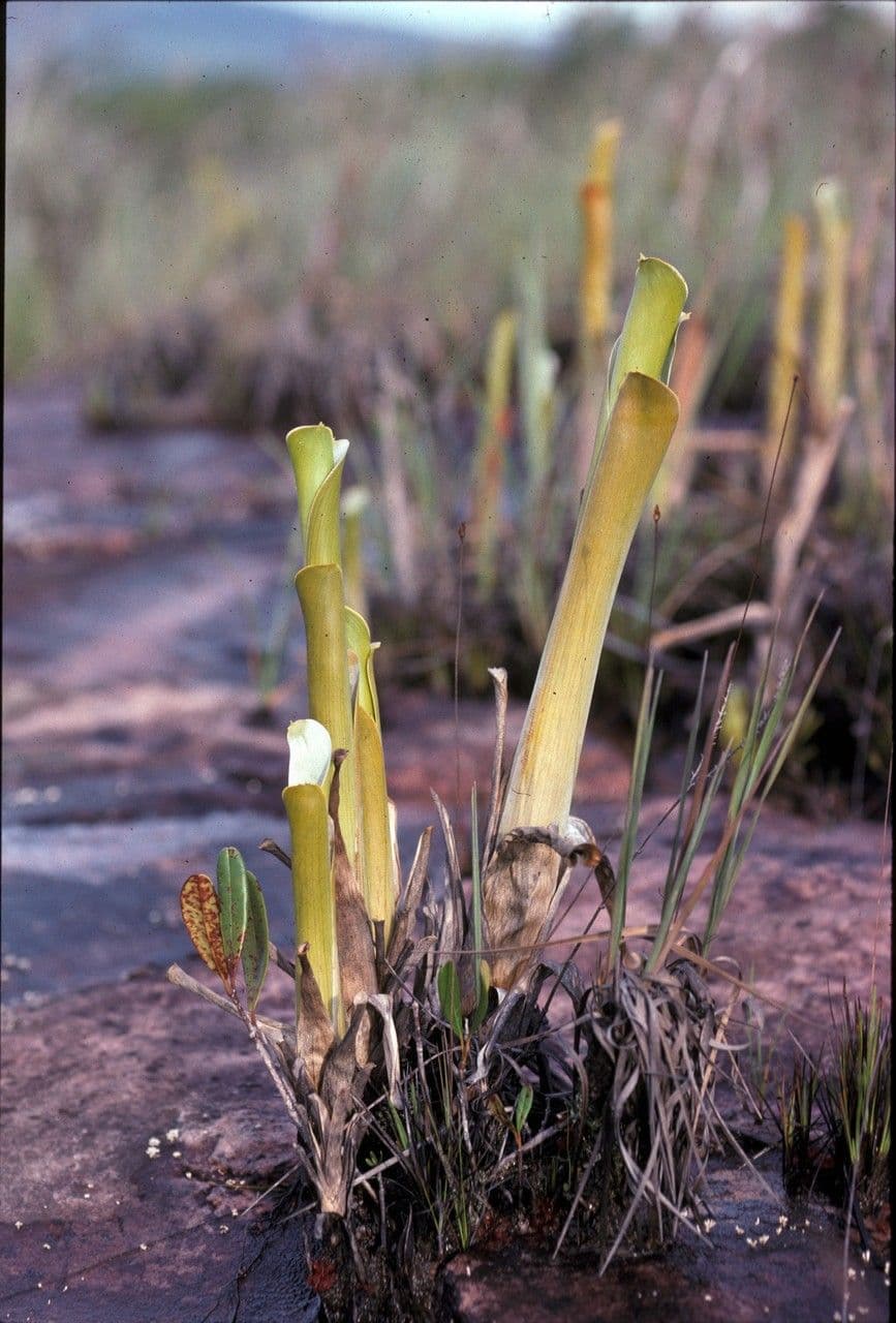 Brocchinia
