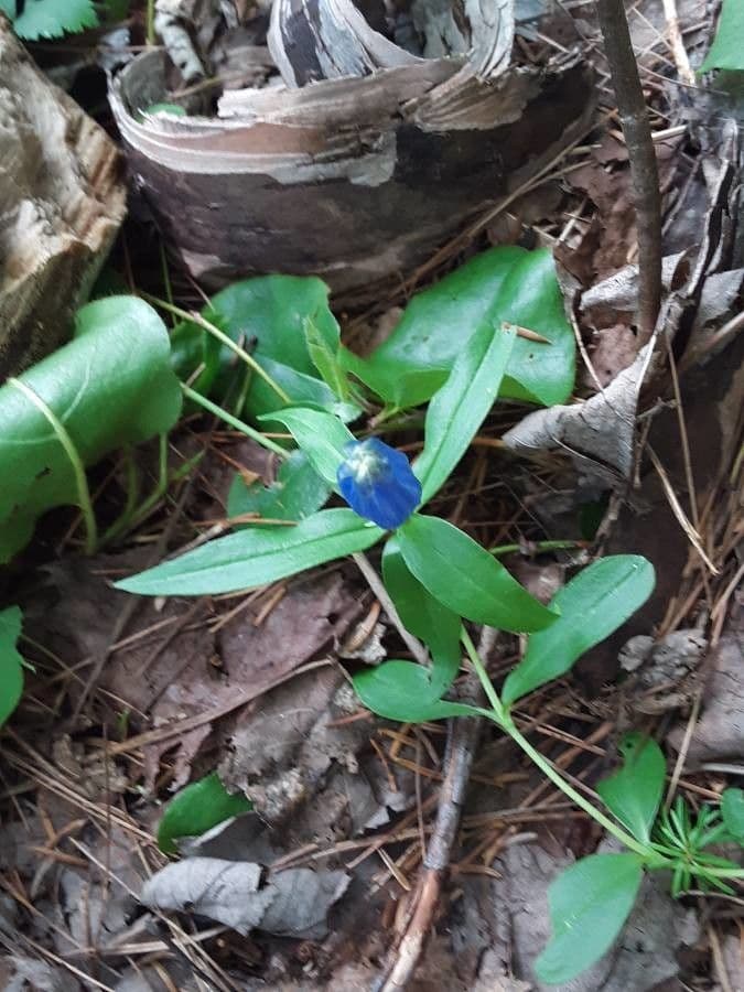 Genziana lineare 11