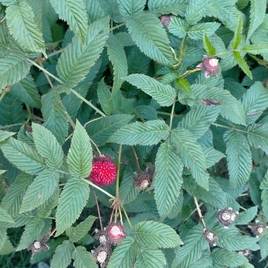 Rubus illecebrosus 16