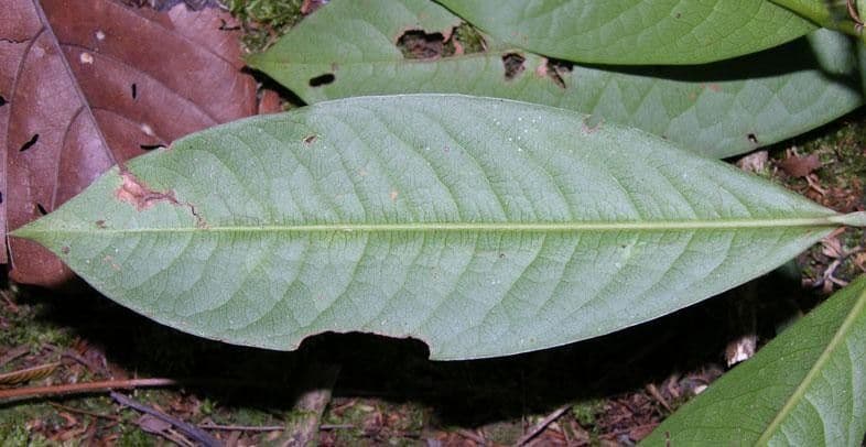 Erythroxylum 12