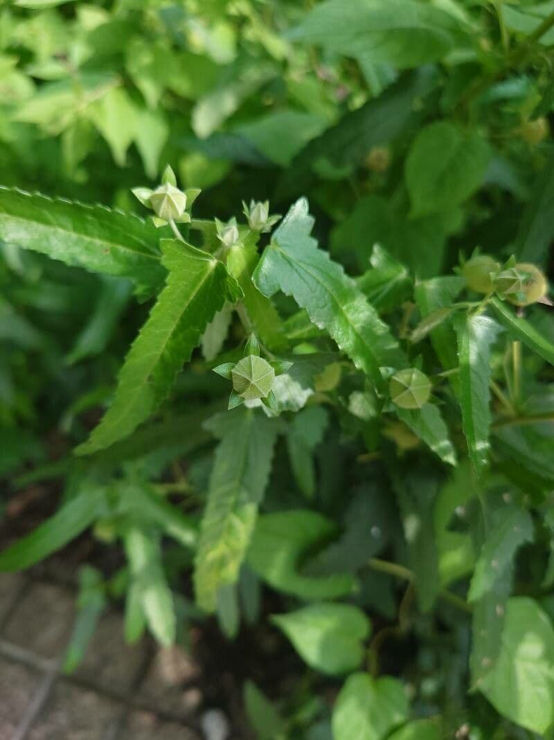 Pavonia hastata 4
