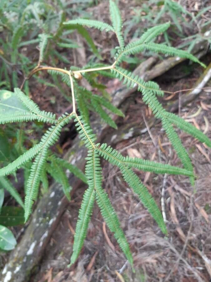 Sticherus 8
