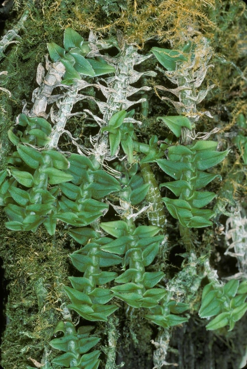 Dendrobium 2