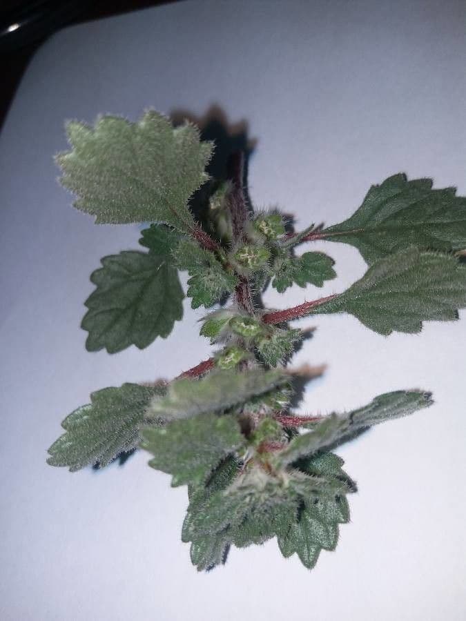 Forsskaolea 15
