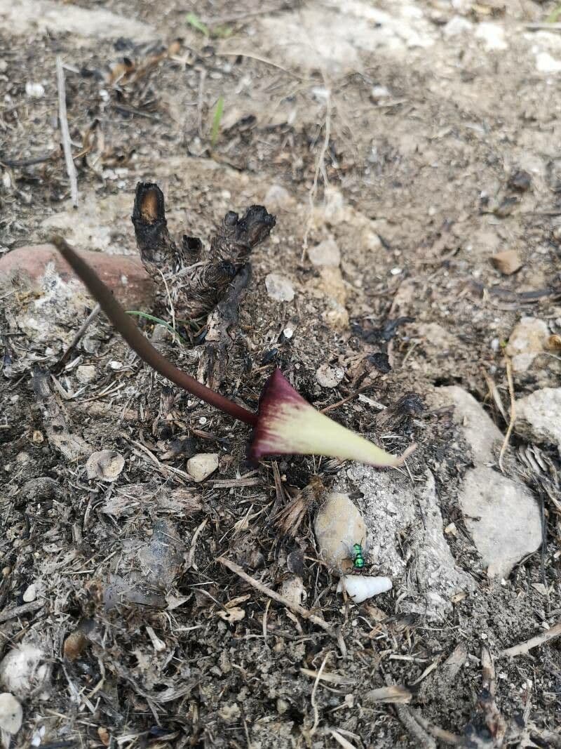 Schmalblättriges Biarum 3