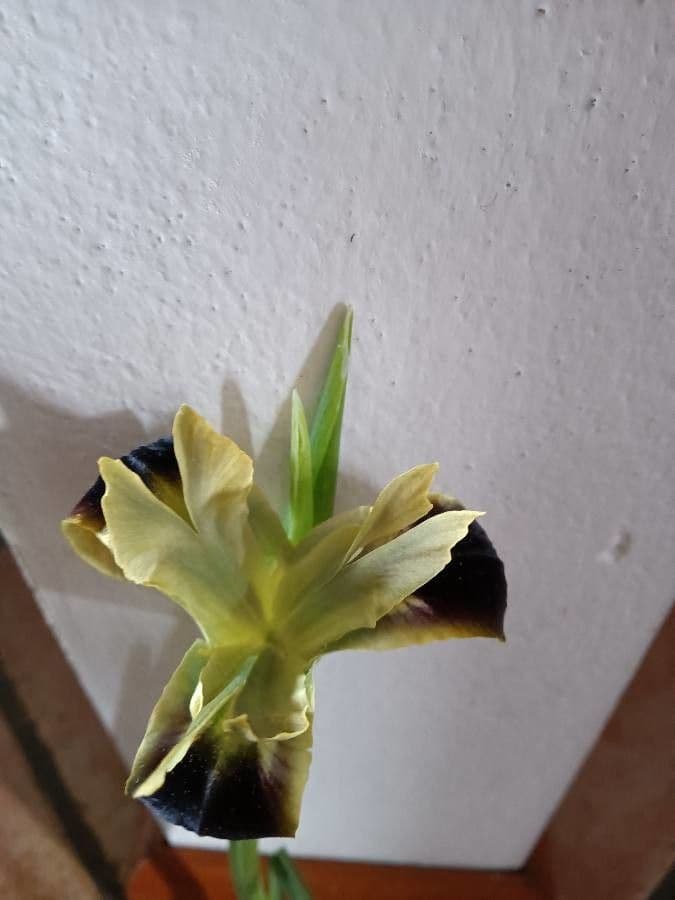Iris tuberoso 6