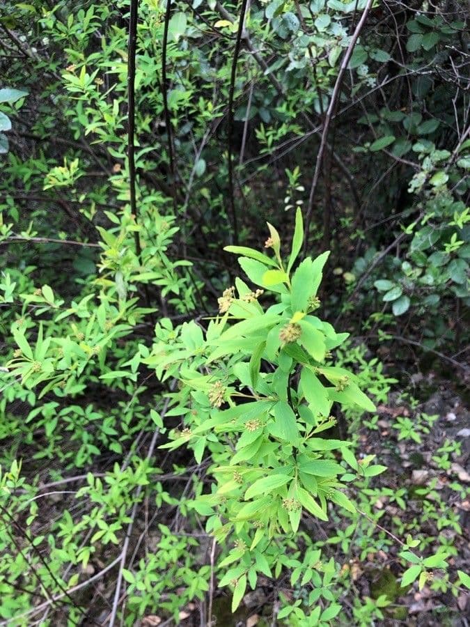 Spiraea ulmifolia 26