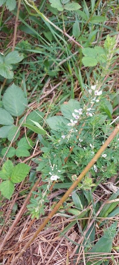 Lespedeza 19