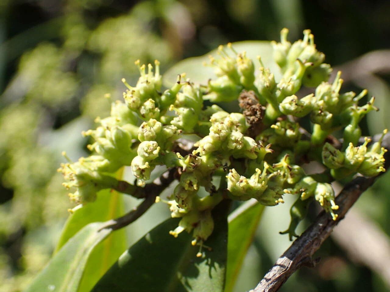 Anthostema