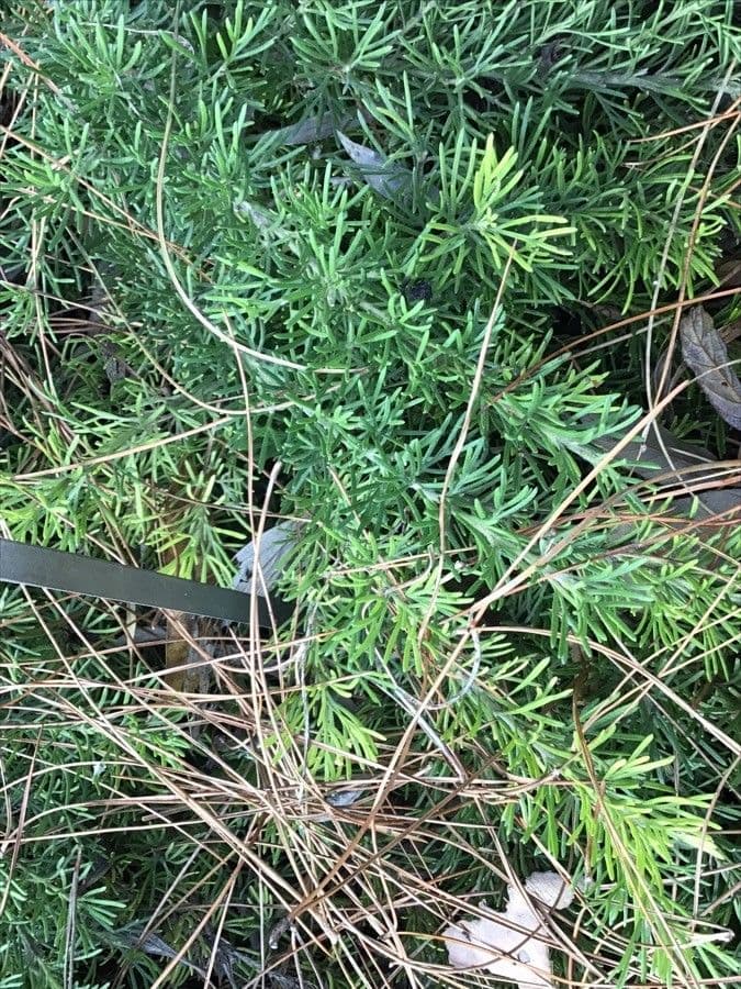 Grevillea