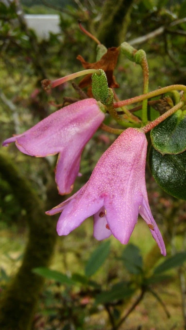 Różanecznik heliolepis