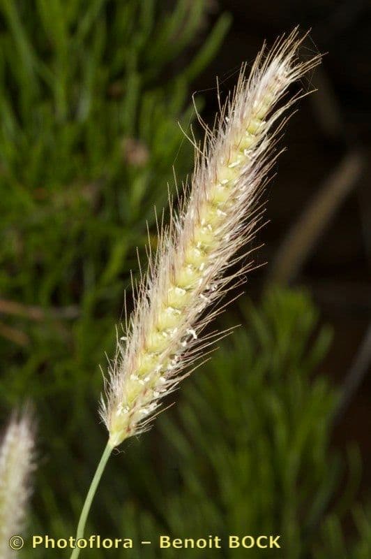 Tetrapogon kosmaty