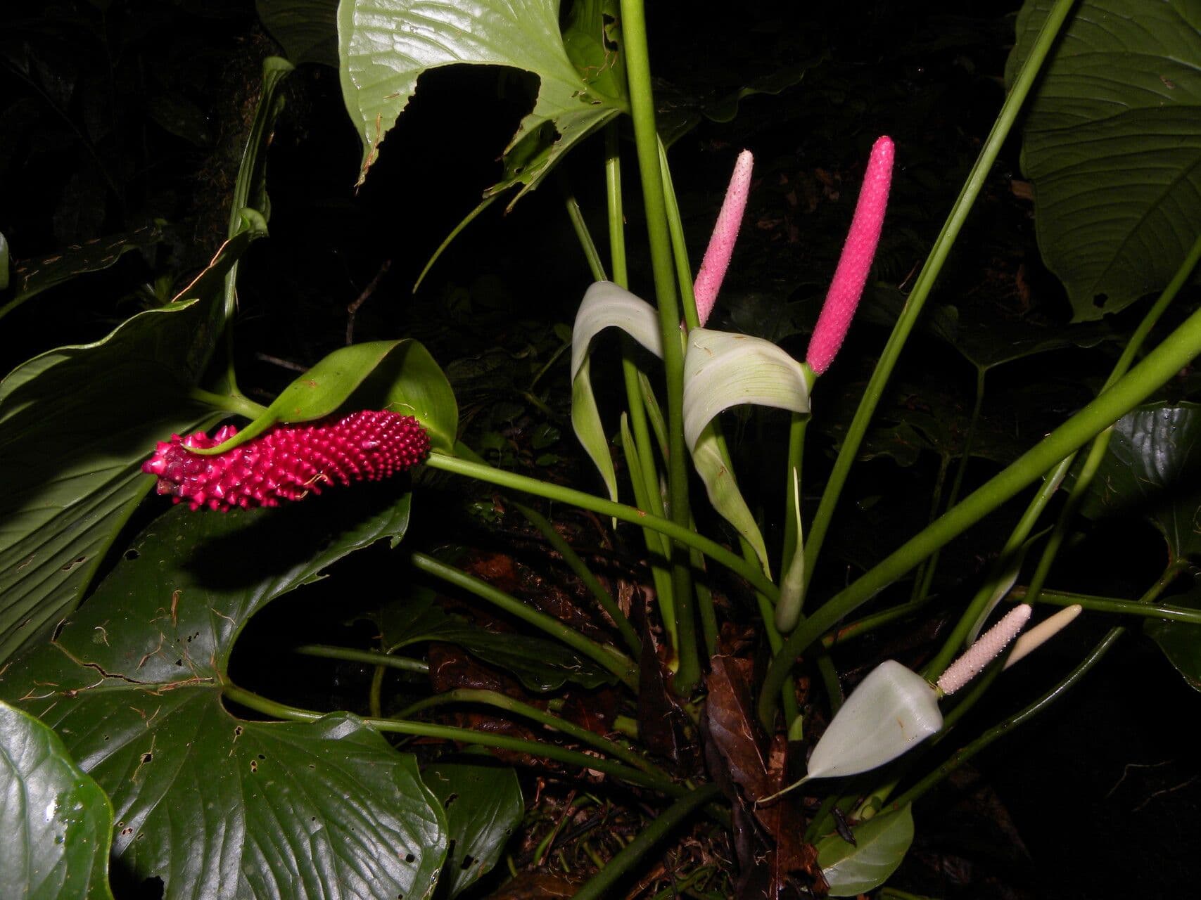 Anthurium 5