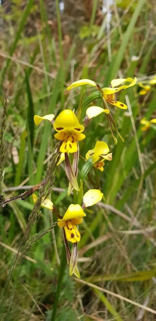 Diuris maculata 3