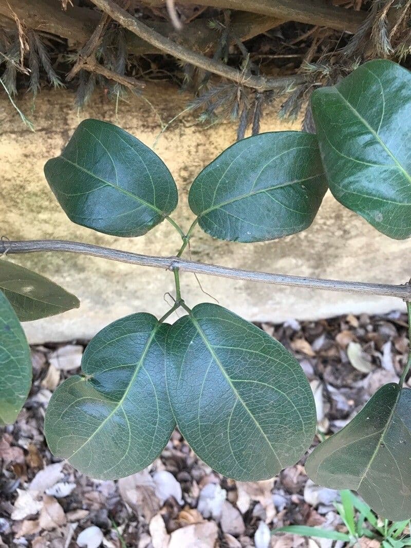 Adenocalymma 9