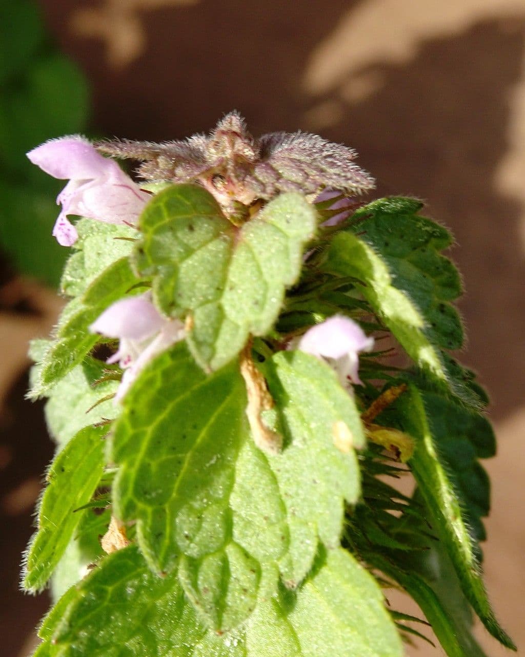 Falsa ortiga 29