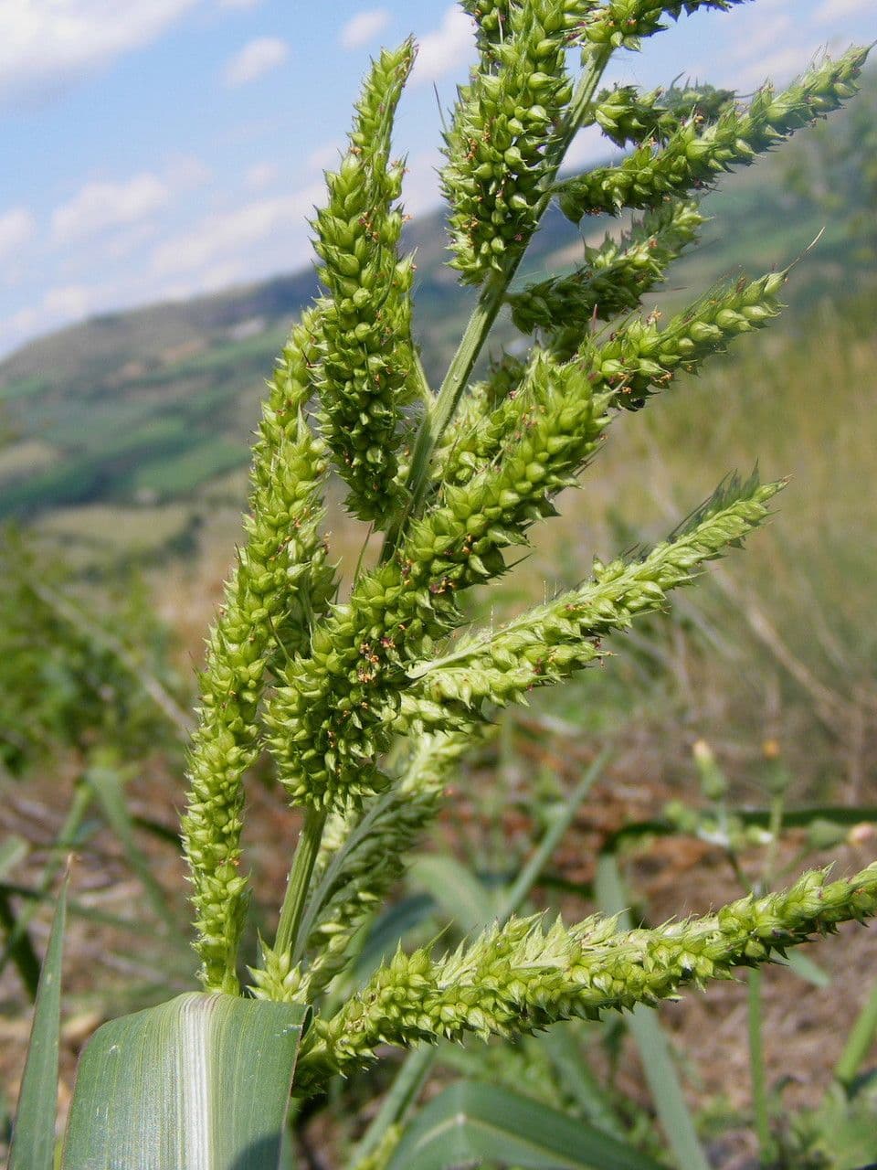 Giavone comune 28