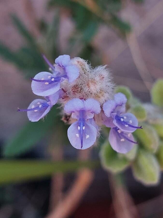 Plectranthus