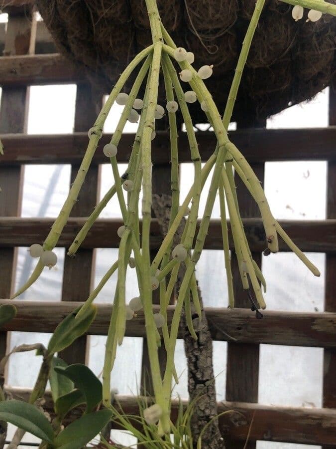 Pseudorhipsalis