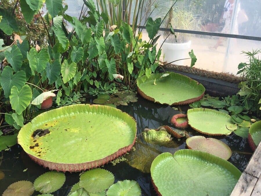 Kreuzblättrige Seerose 6