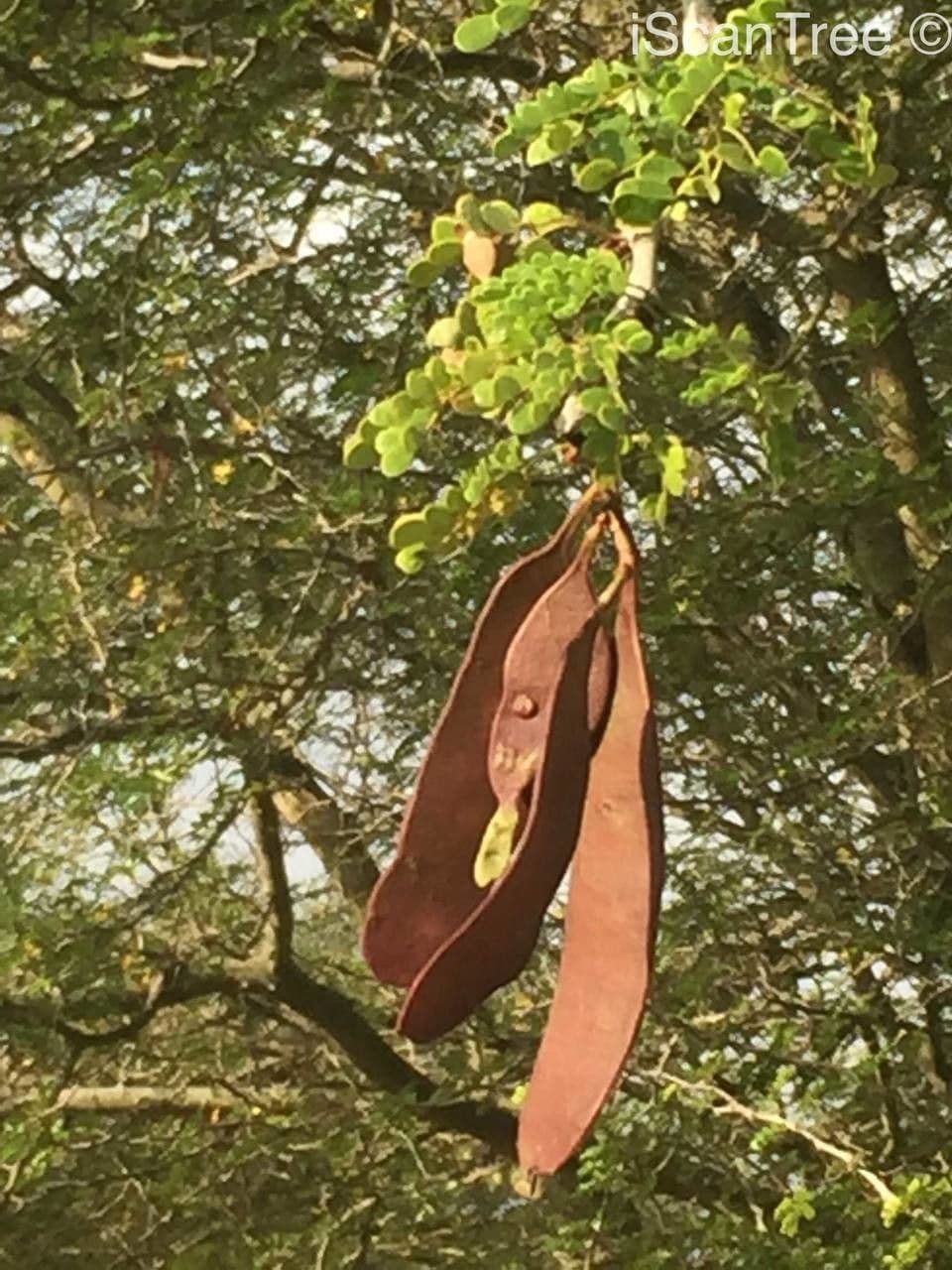 Knobthorn