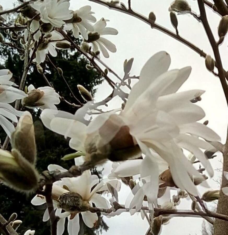 Magnolia stellata 7
