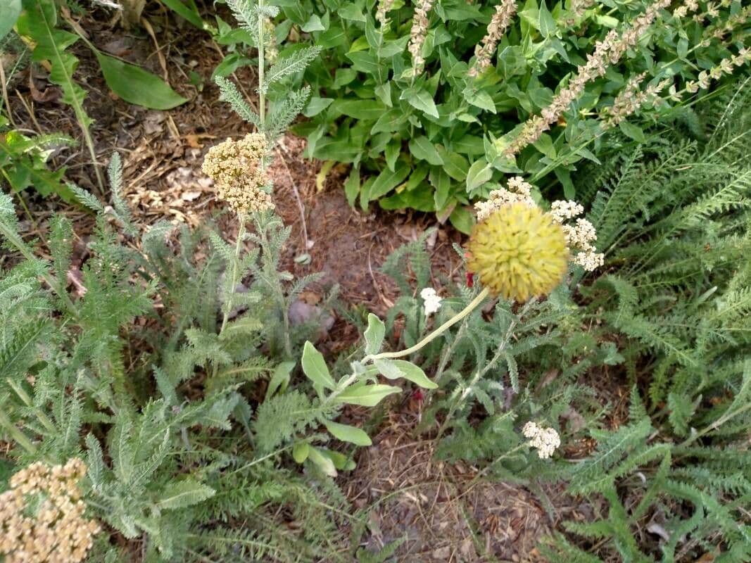 Gaillardia 11
