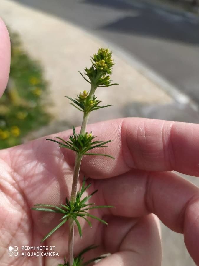 Galium murale 18