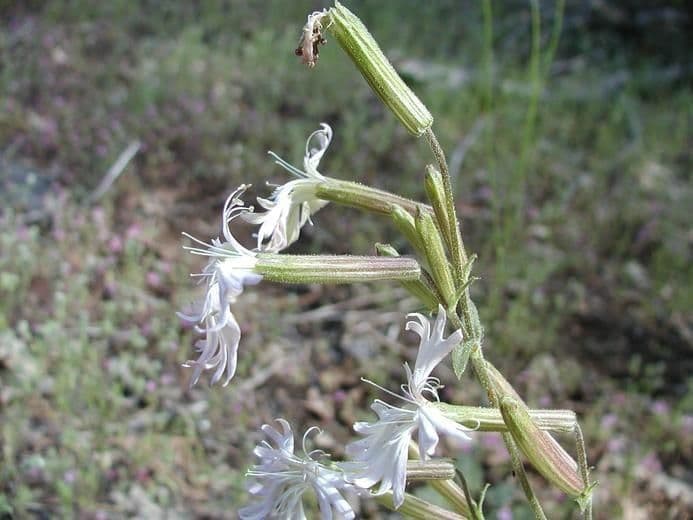 Silene