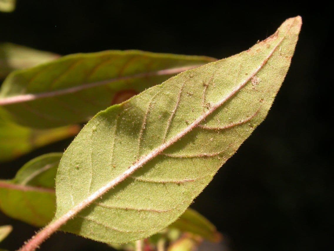 Cuphea viscosissima 11