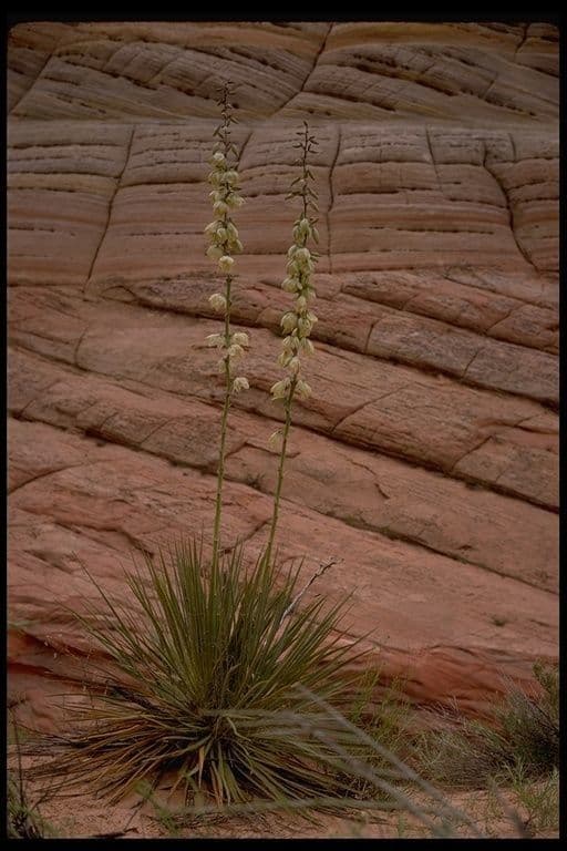Schmalblättrige Yucca 7