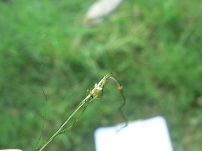 Zanichellia palustre 10