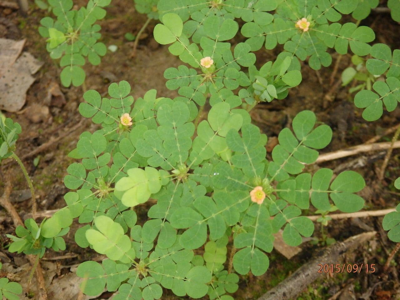 Biophytum umbraculum 3