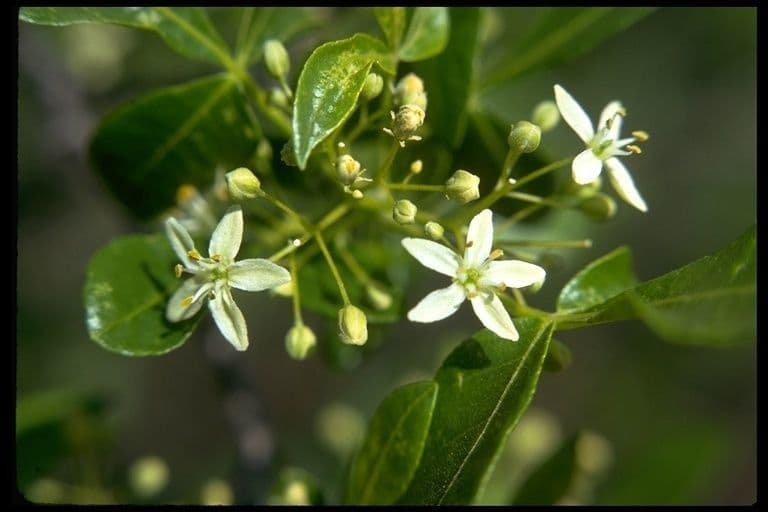 Ptelea crenulata 7