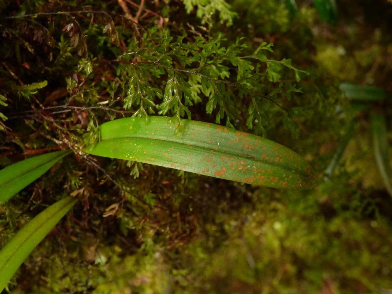 Bulbophyllum 15