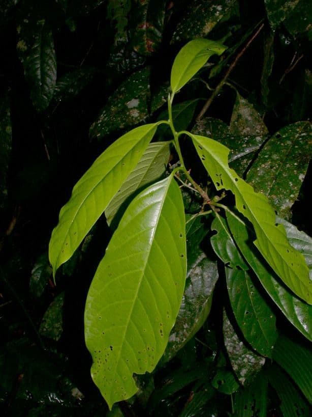 Mespilodaphne macrophylla 14