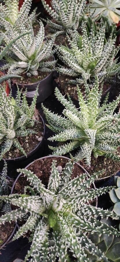 Zwerg-Igelaloe 6